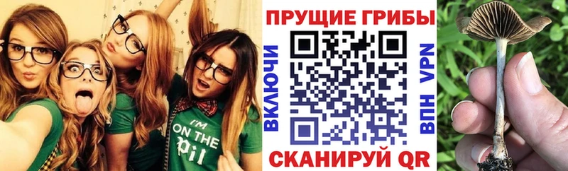 Псилоцибиновые грибы GOLDEN TEACHER  дарнет шоп  Бабаево 